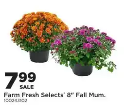 Mills Fleet Farm Farm Fresh Selects 8" Fall Mum offer