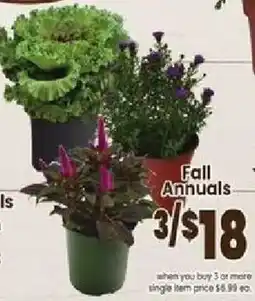 Jewel-Osco Fall Annuals offer