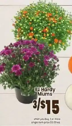Jewel-Osco 8" Hardy Mums offer