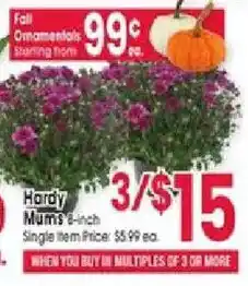 Jewel-Osco Hardy Mums offer