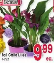 Jewel-Osco Fall Calla Lilies offer