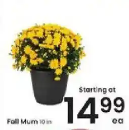 Albertsons Fall Mum offer