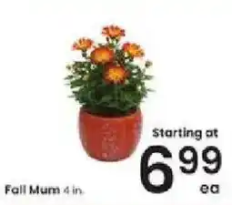 Albertsons Fall Mum offer