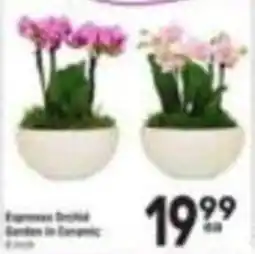 Tom Thumb Expresso Orchid Garden in Ceramic offer