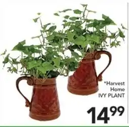 Pete's Fresh Market Harvest Home Ivy Plant offer