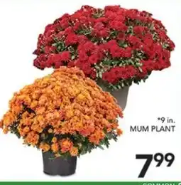 Pete's Fresh Market Mum Plant offer