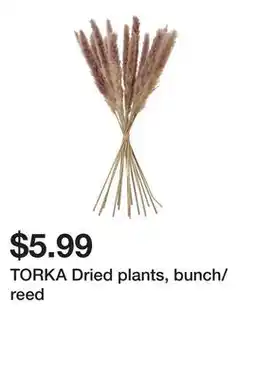 Ikea TORKA Dried plants, bunch/reed offer
