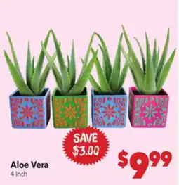 Vallarta Supermarkets Aloe Vera offer