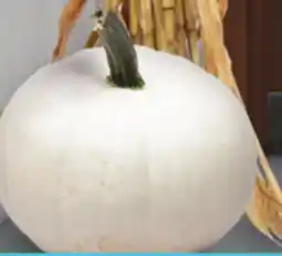 Menards White Pumpkin offer