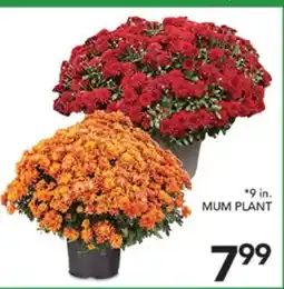Pete's Fresh Market 9 in. MUM PLANT offer