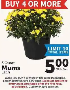 Food City 3 Quart Mums offer