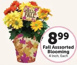Food City Fall Assorted Blooming offer