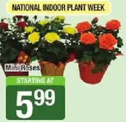 Shaw's Mini Roses offer
