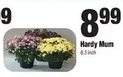 Sentry Hardy Mum offer