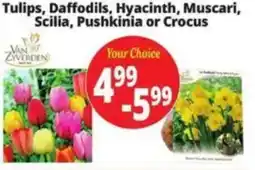 Ocean State Job Lot Van Zyverden Tulips, Daffodils, Hyacinth, Muscari, Scilia, Pushkinia or Crocus offer