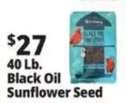 Ocean State Job Lot Black Oil Sunflower Seed offer