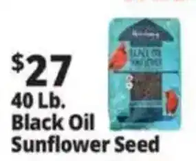 Ocean State Job Lot Black Oil Sunflower Seed offer
