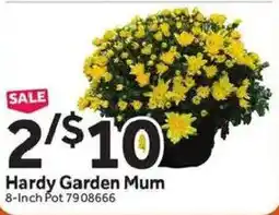 Stop&Shop Hardy Garden Mum offer