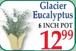 Market Basket Glacier Eucalyptus offer