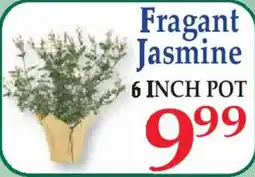 Market Basket Fragrant Jasmine offer