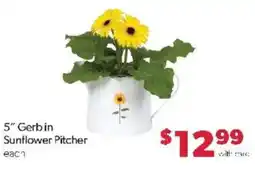 Family Fare 5" Gerb in Sunflower Pitcher offer