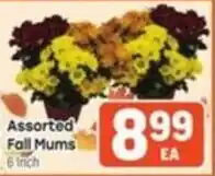 Tony’s Fresh Market Assorted Fall Mums offer