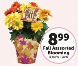 Food City Fall Assorted Blooming offer