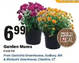 Big Y Garden Mums offer