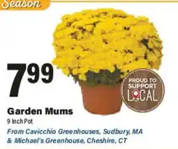 Big Y Garden Mums offer