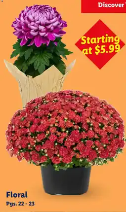 Lidl Floral offer