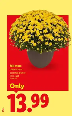 Lidl fall mum offer