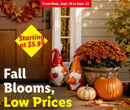 Lidl Fall Blooms offer