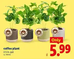 Lidl coffee plant offer