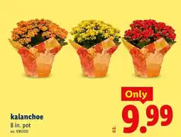 Lidl kalanchoe offer