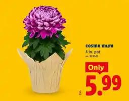 Lidl cosmo mum offer