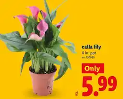 Lidl calla lily offer
