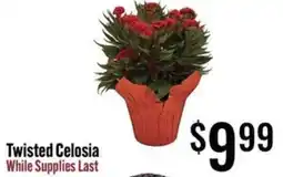 Jons International Twisted Celosia offer