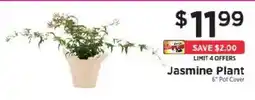 ShopRite Jasmine Plant offer