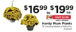 ShopRite Hardy Mum Plants offer