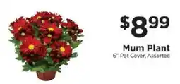 ShopRite Mum Plant offer
