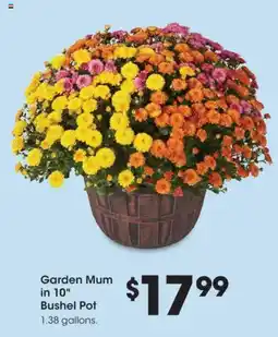 Fred Meyer Garden Mum offer