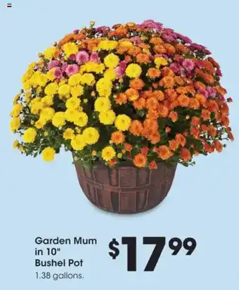 Garden Mum