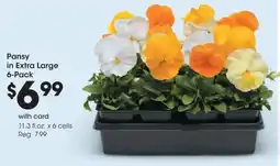 Fred Meyer Pansy in Extra Large offer