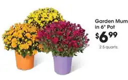 Fred Meyer Garden Mum offer