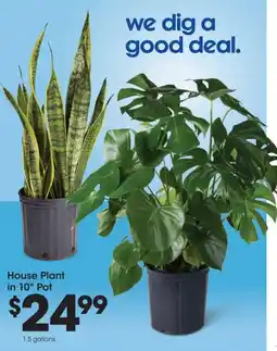 Fred Meyer House Plant in 10" Pot offer
