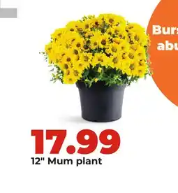 Hy-Vee 12 Mum plant offer