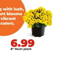 Hy-Vee 8 Mum plant offer