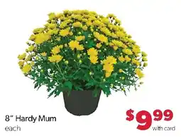 Family Fresh Market Hardy Mum offer