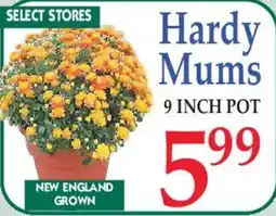 Market Basket Hardy Mums offer