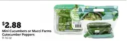 Fareway Mini Cucumbers or Mucci Farms Cutecumber Poppers offer